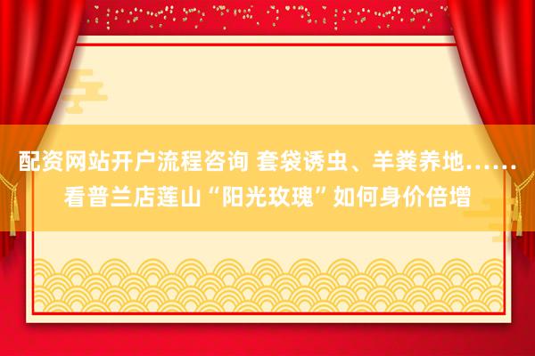 配资网站开户流程咨询 套袋诱虫、羊粪养地……看普兰店莲山“阳光玫瑰”如何身价倍增